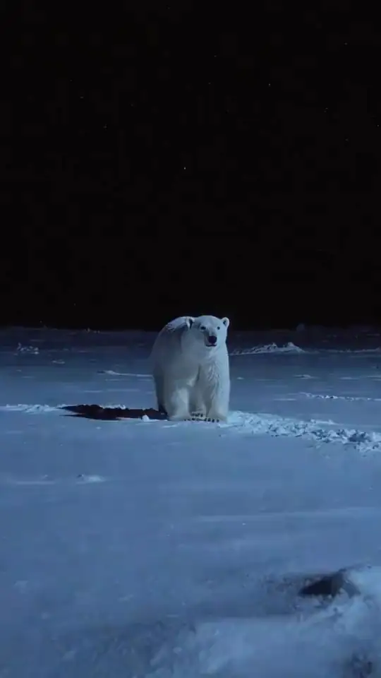 An eerie polar bear turns to stare into the camera in the snow. An AI-generated fan render of the The Meme From the Future meme.